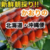 北海道・沖縄便  新鮮朝採りいちご
