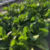 無農薬野菜+無農薬米 お得セット【月1回】