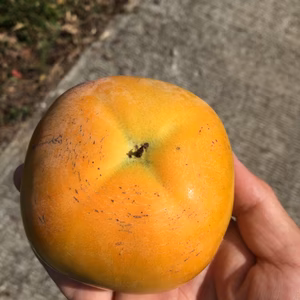 柿の王様！プレミアム太秋柿≪家庭用3.5kg（9～14個入り）≫糖度１８度以上