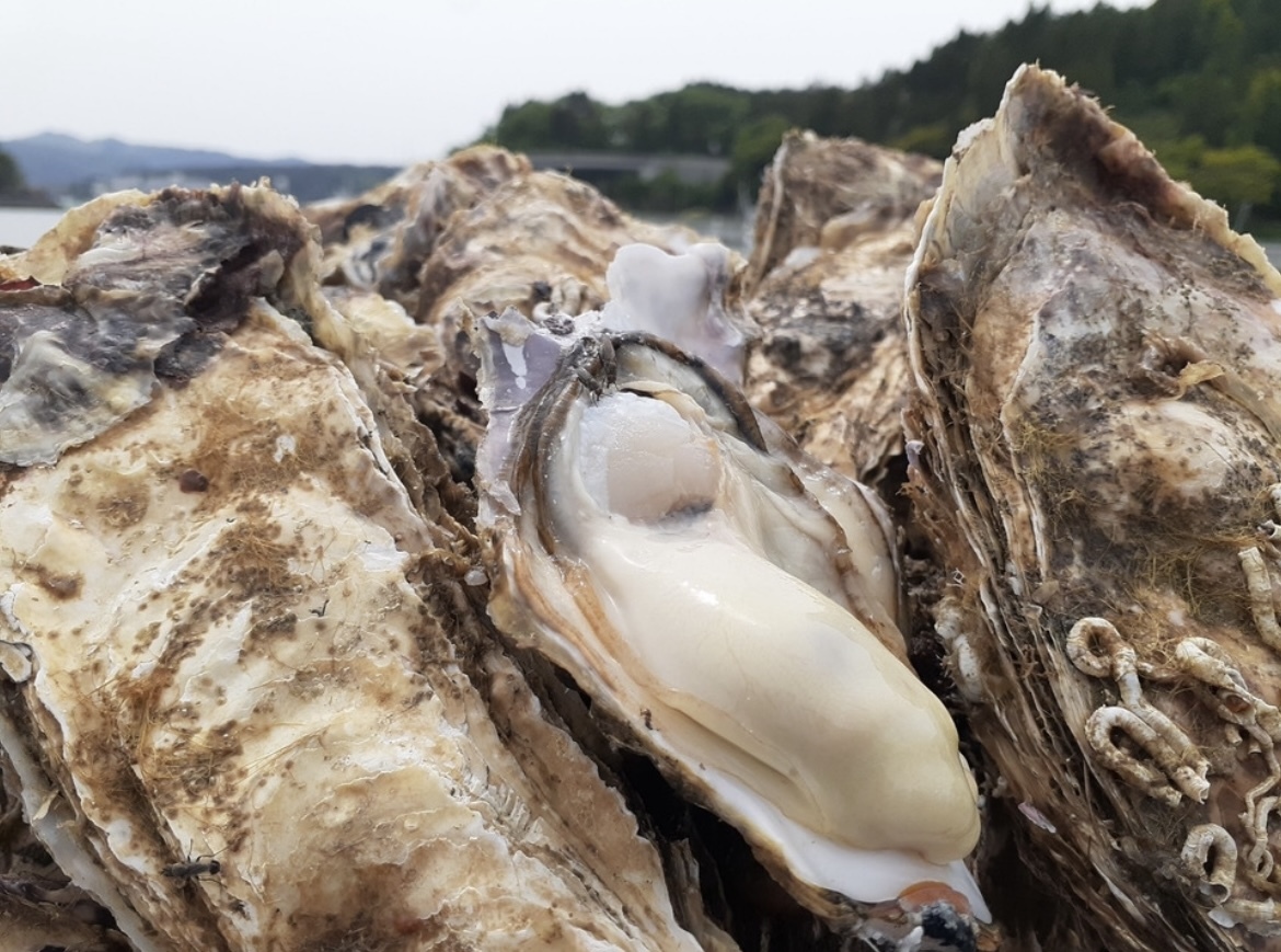 宮城県南三陸志津川より牡蠣漁師直送　真牡蠣のむき身ぎっしり300g×4パック！