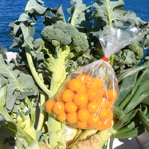漁師畑そのまま福箱金柑入りミニ　葉つき新玉ブロッコリ各２本　５点くらい　