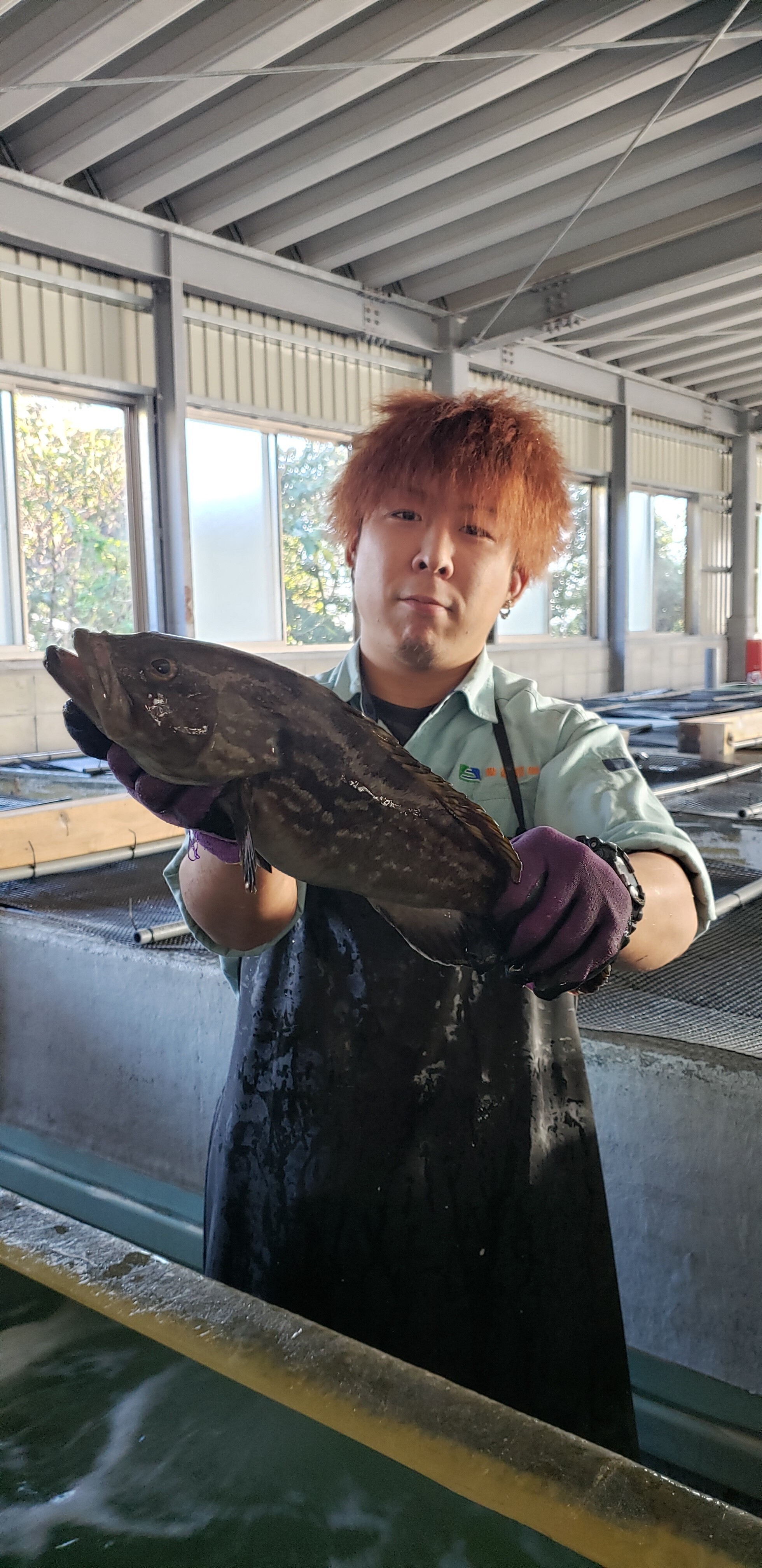 観賞魚・海水魚☆天然クエ幼魚7～9cm 1匹 『Ｐ/Ｃ込み』 クリルも食べてます。 激レア - 魚類、水生生物