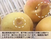 【生で食べられるほど完熟梅】熟して自然落下した南高梅をその日に発送します。