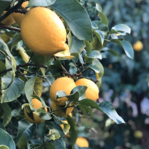 フレッシュ！フレッシュ！フレッーシュ！レモン！