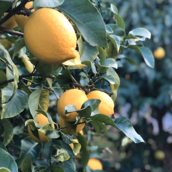 フレッシュ！フレッシュ！フレッーシュ！レモン！