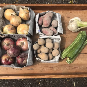 食べ比べ土の子野菜セット【農薬、化学肥料不使用】