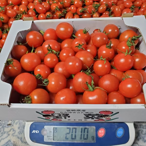 たかゆきさん家のサンミディ