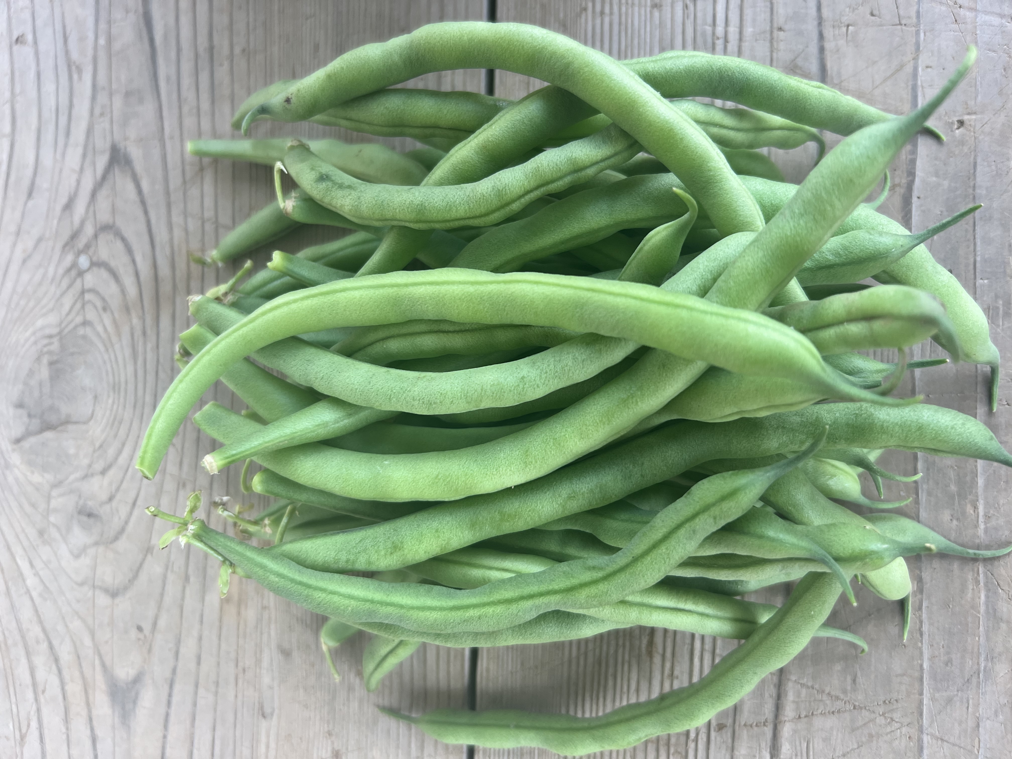 十六ささげ 長いインゲン 10Kg クール便 インゲン - 野菜