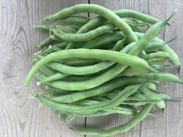 千葉県産 インゲン 1kg 無農薬 コンパクトいっぱい｜野菜の商品