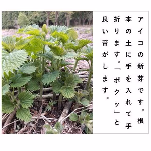 シャキ旨、絶品の山菜 アイコ＜約600g＞