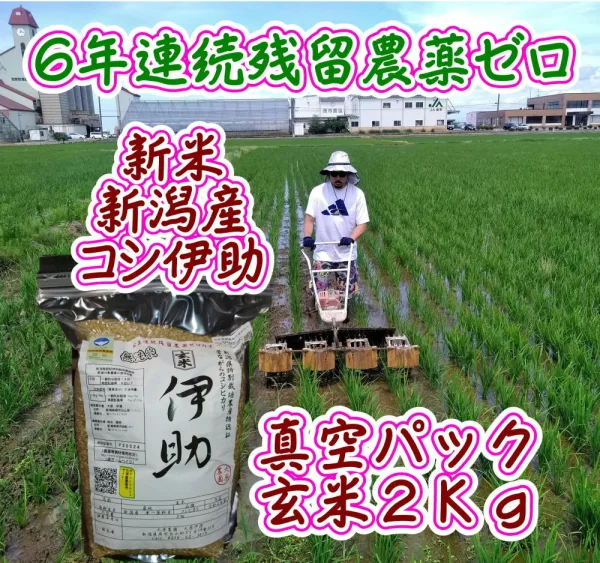 新潟R２産籾貯蔵コシ伊助 ６年連続残留農薬ゼロ 真空パック 無洗玄米2Kg  