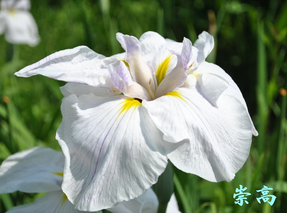 当園改良登録品種混合 花菖蒲苗４ポットセット