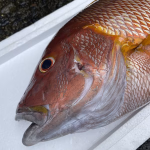（魚突き）傷ありシブダイ（フエダイ）2.4kg 内臓、鱗処理済み