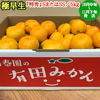 【極早生・有田みかん】『特秀』SまたはSSサイズ／5kg【南泰園】