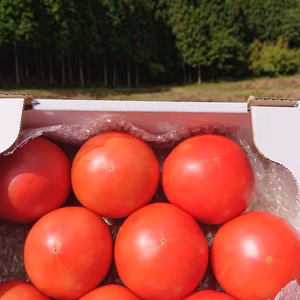 《ギフトにも》甘くて美味しい、桃太郎トマト