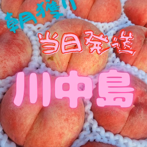 食べ応えのある大きい桃(川中島)　家庭用