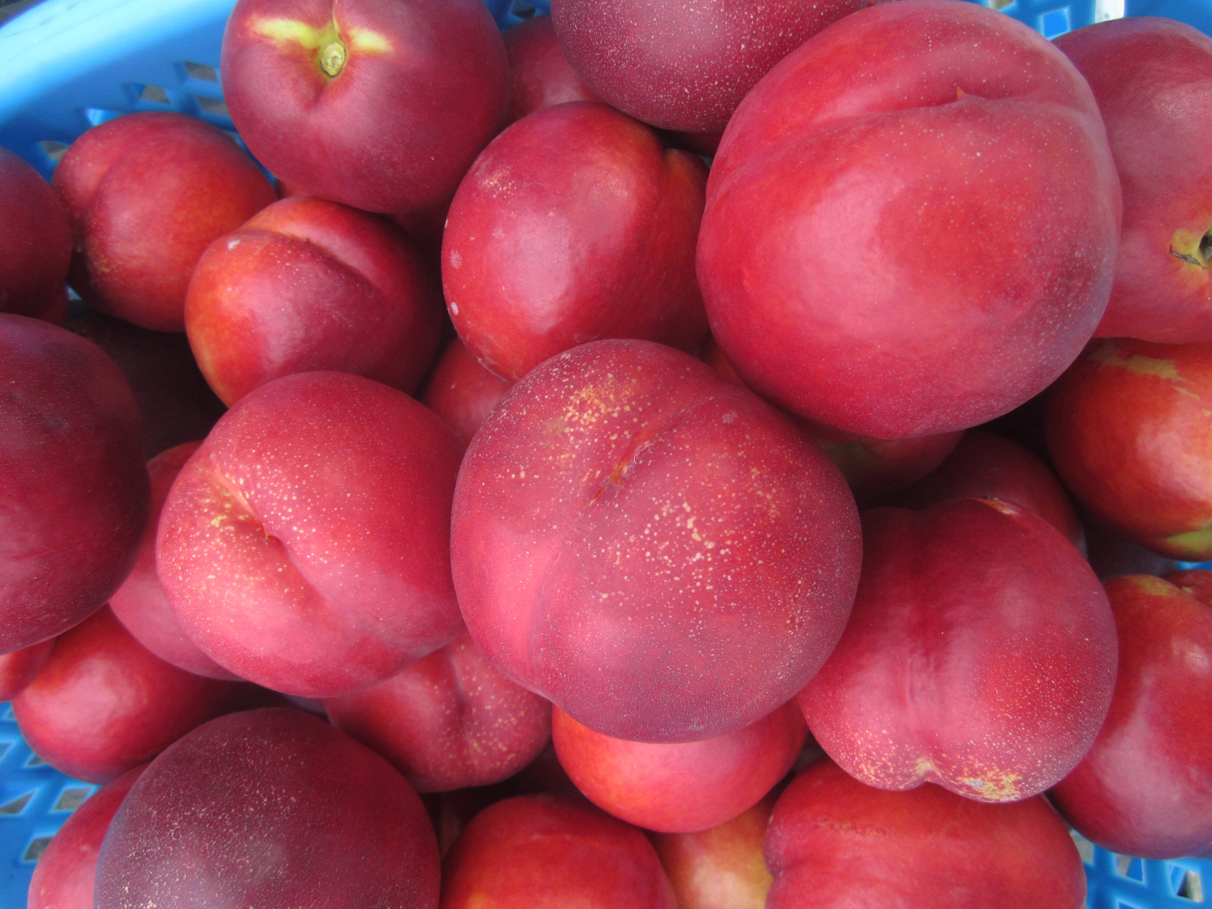 ネクタリンの産直通販・お取り寄せ商品｜ポケットマルシェ｜産地直送で