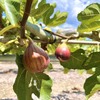 ＜9月発送＞ぽたぽた甘い完熟【いちじく】