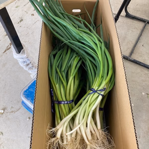 【訳あり】料理人が選ぶ　京都・山城　京野菜『山城のねぎ』4kg