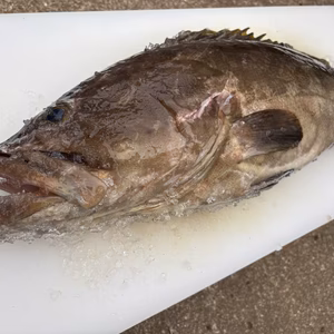 【松島産】天然クエ（4.9kg）