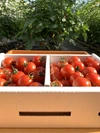 ○1月のこすず1.8kg○朝採り直送てっちゃんの完熟ミニトマト