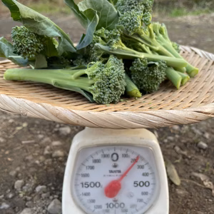 11/24or25【大崎で現地受取】スティックブロッコリーの頭とか。