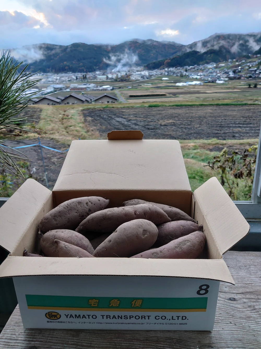 伊東農園のシルクスイート(3kg)上品な甘さのサツマイモ!