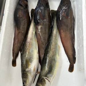 本日水揚げ❗️鮮魚ガチャ❗️ドンコ、コマイ、カジカ