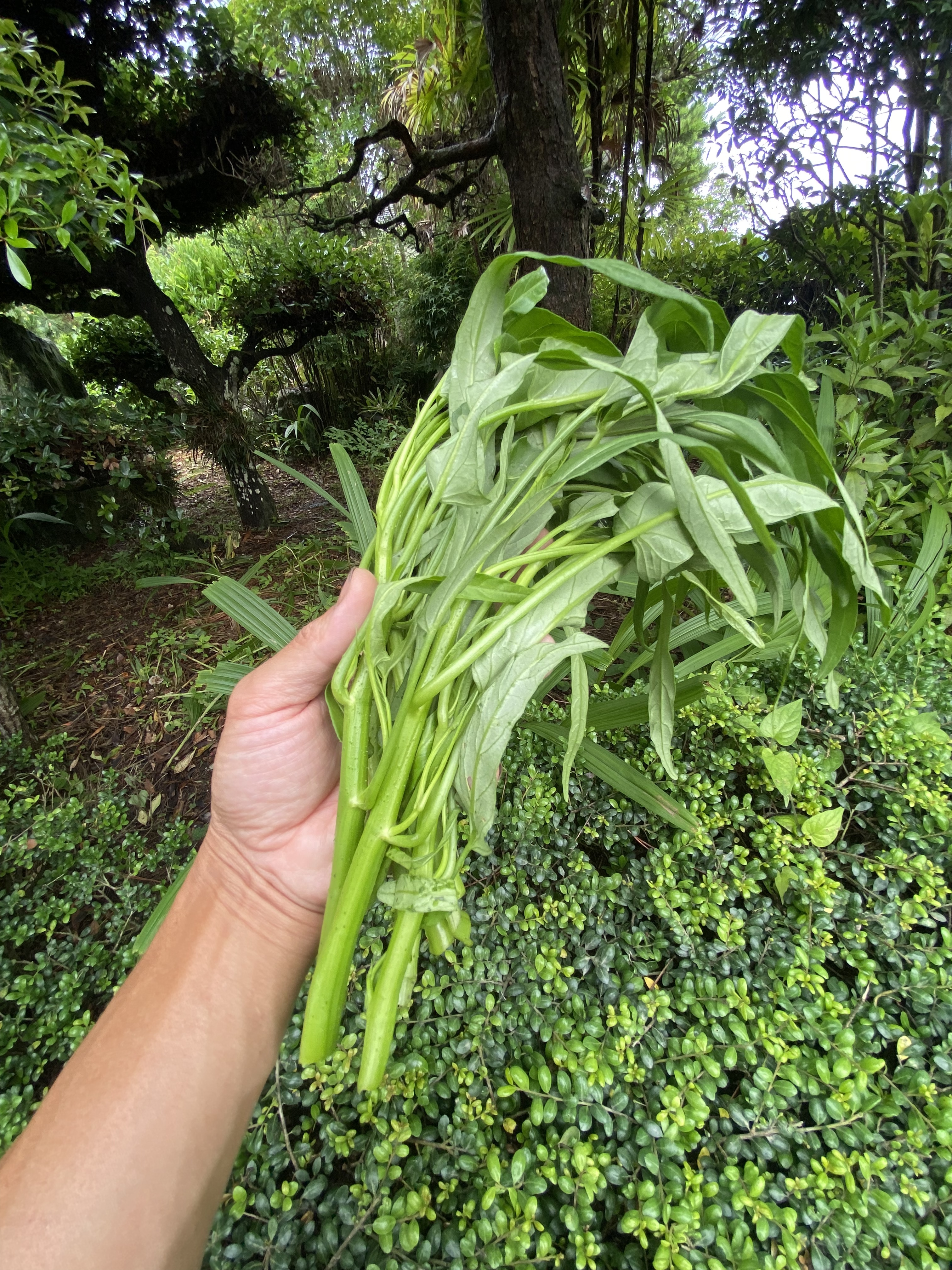 夏場の貴重な葉物野菜 中国野菜でお馴染みの【空芯菜】2kg入り｜野菜の