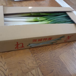 白ネギ　5ｋｇ　エコファーマー認定　減農薬