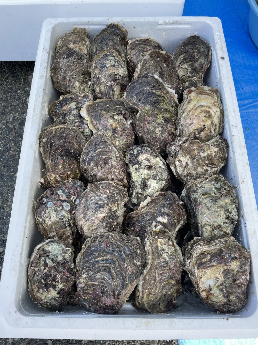 夏が旬❗️新潟県村上市笹川流れ産『天然岩牡蠣』
