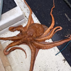 イチマン❗船上活〆　水タコ❗　