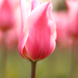 終了直前【新潟のチューリップ】ピンク ホワイト色 ユリ咲き サンネ １０本