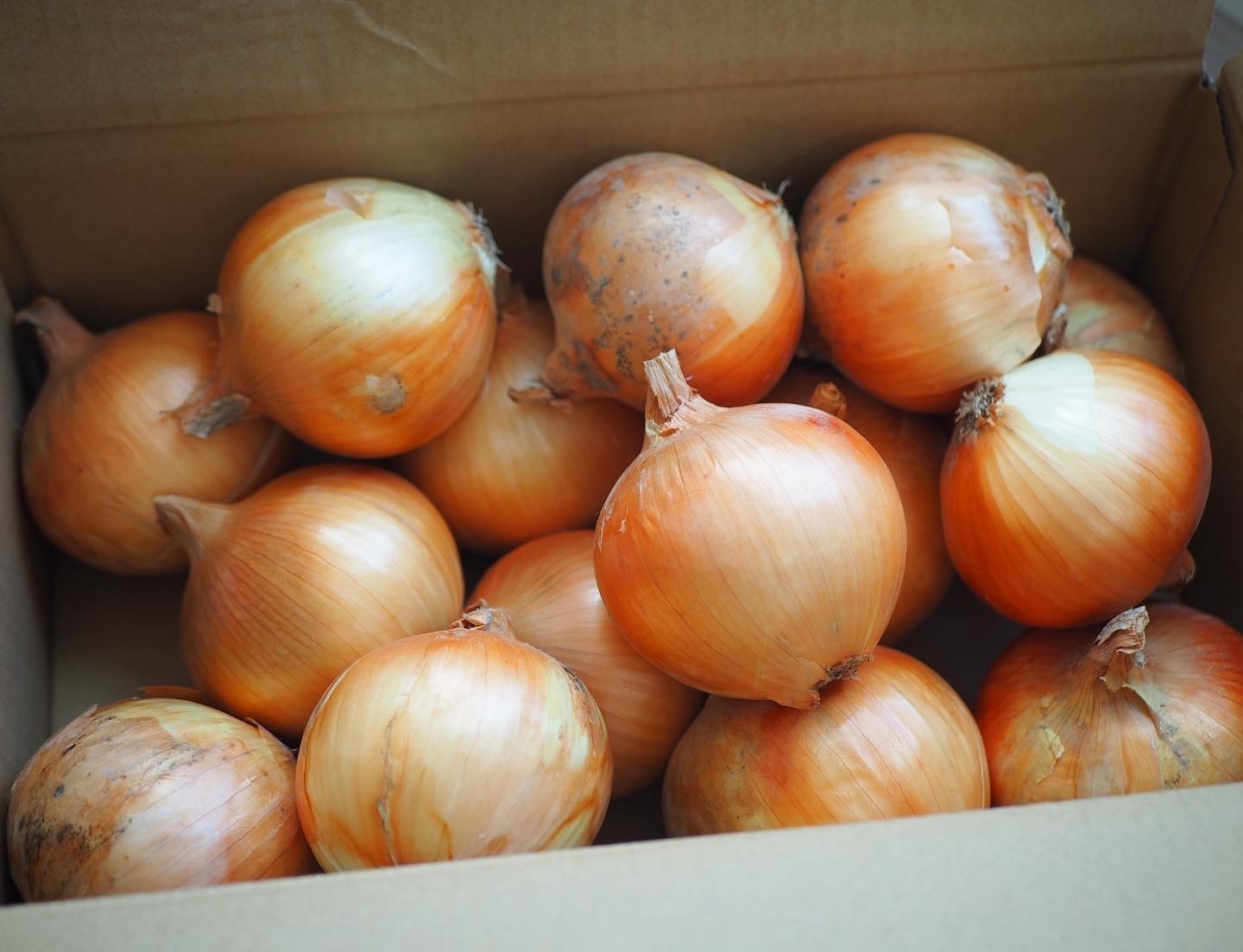 [今年初物]あま〜くて美味しい淡路島産完熟玉ねぎ 秀品10kg 3kg