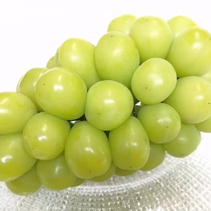 【３0箱限定】厳選シャインマスカット大房１房