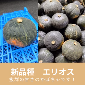 【新品種】かぼちゃ（エリオス）約10kg