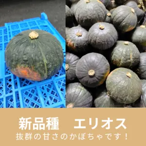 【新品種】かぼちゃ（エリオス）約10kg