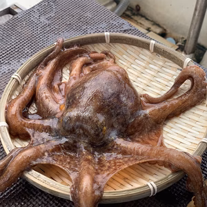 明石ダコ（中） 400g〜600g 2匹セット　たこ焼きが十分にできるサイズです