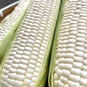 生でも食べられる！フルーツみたいな極甘　白いとうもろこし『甘いしずく』