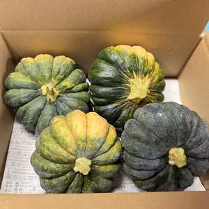 農薬・化学肥料不使用 神田小菊(日本カボチャ)