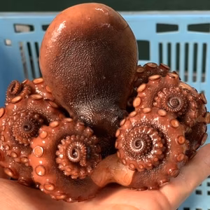 まるごと1匹！！浜茹で地たこ真空パック