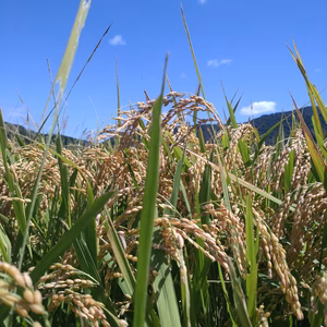令和6年岡山県産きぬむすめ