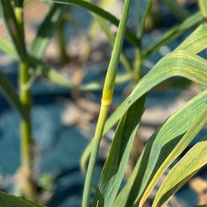 【限定100セット】旬を味う！にんにくの芽1kg
