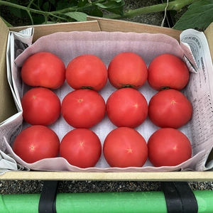 【お試し】かわいいサイズのトマト(規格外)