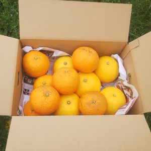 Huhu Holy様専用商品