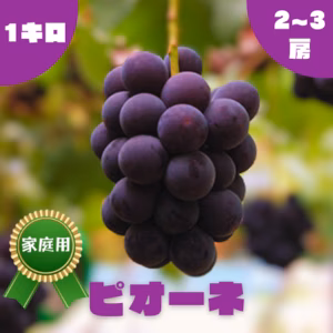 ◯9月上旬販売開始◯【家庭用】ピオーネ・1.0kg・2~3房