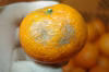 【農薬不使用】有田みかん　その２