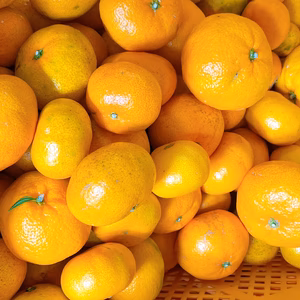 訳ありみかん「10kg」大小混合サイズ