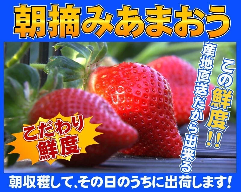 訳あり【特大】あまおう9〜15玉入×2箱 苺(いちご)イチゴの王様アマオウ