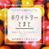 【ホワイトデーにどうぞ】堀田農園のトマト&野菜おまかせ‼︎セット